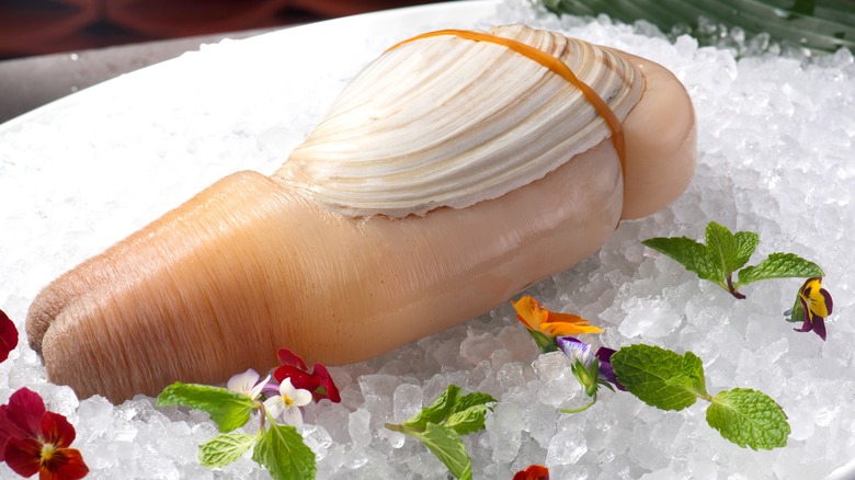 canada geoduck